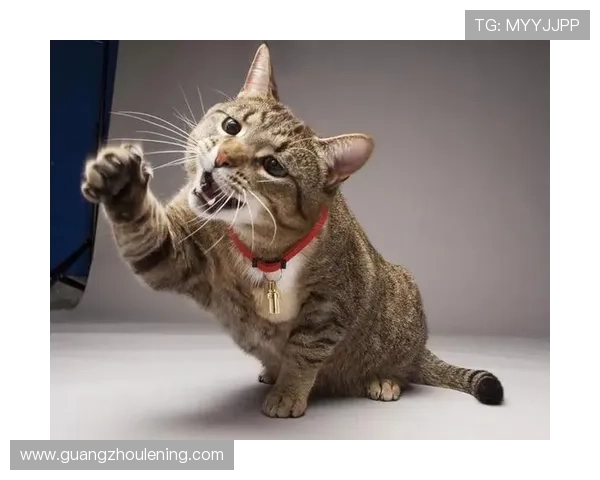 黄雅琼的日常:凌晨四点起床练球,回家还得给猫铲屎